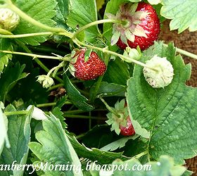 q raising strawberries, gardening, Strawberries in my garden