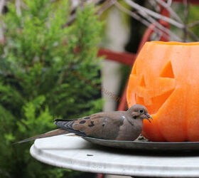halloween in my urban garden jack o lanterns are birdwatchers, container gardening, flowers, gardening, halloween decorations, outdoor living, pets animals, seasonal holiday decor, succulents, urban living, A lone Jack O Lantern enjoys seeing how a mourning dove holds a seed in his her beak INFO on Mourning Doves AND