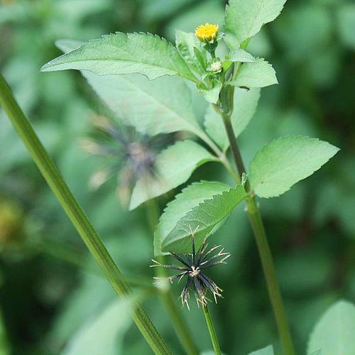 please can someone tell me the name of this plant, flowers, gardening, you can see the seeds on the stem in the lower part of this photo