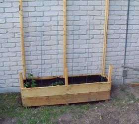 my inexpensive space limited apartment dweller garden, diy, flowers, gardening, how to, raised garden beds, urban living, Tomatoes