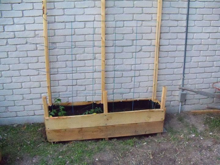 meu jardim barato e com pouco espao para os moradores de um apartamento, Tomates