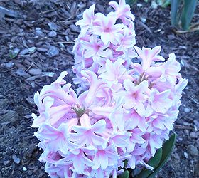 3 easy to grow bulbs for early spring blooms, flowers, gardening