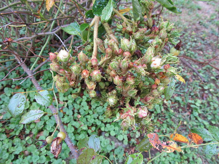 pregunta de jardn rosal louisville ky, Me encantar a saber qu pasa con este arbusto