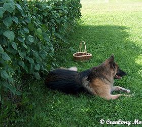 our carpeted garden, gardening, My pole beans climb one side of the perimeter fencing It s 50 per side and 4 high Works great if you ve got a bad hip That s my faithful GSD who just died in May at 12 years old
