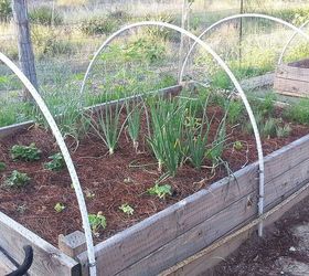 update on my first spring garden, container gardening, flowers, gardening, strawberries onions nasturtums carrots lettuce
