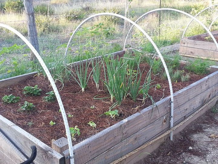 update on my first spring garden, container gardening, flowers, gardening, strawberries onions nasturtums carrots lettuce