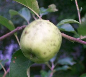 q black spots on my apples, gardening, One of a dozen pink lady apples with black spots