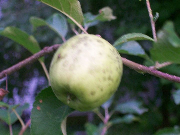 q black spots on my apples, gardening, One of a dozen pink lady apples with black spots