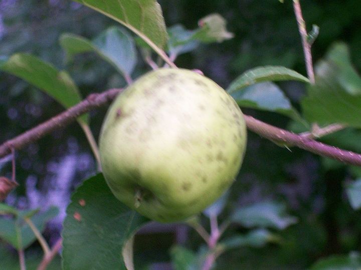 manchas negras en mis manzanas, Una de una docena de manzanas rosas con manchas negras