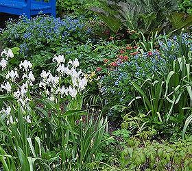garden tour merlin s hollow, flowers, gardening, The vivid blue wooden bench by the pond You can see white Iris Bucharica in the lower left foreground and patches of blue Brunnera macrophylla and pink lungwort to the right of the bench