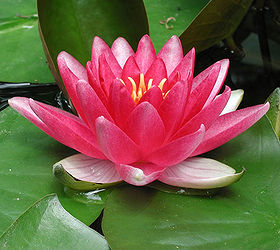 How to Plant a Waterlily