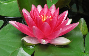 How to Plant a Waterlily