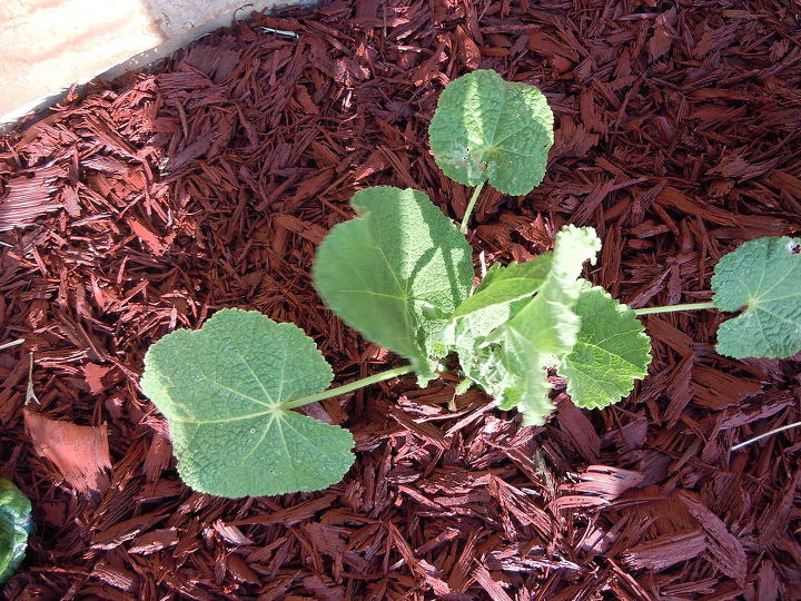 q anyone know what s making spider webs in my plants, flowers, gardening