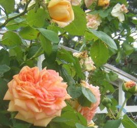 preparing roses for winter, gardening, Climbing rose canes can be laid on the ground and covered with mulch