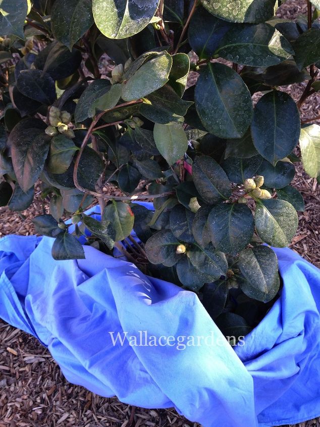 clean up after the polar vortex springgardening, container gardening, flowers, gardening, landscape, perennial, The unveiling of the flannel sheets newly installed Camellias remained fully covered for two days in the first polar vortex