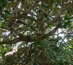 when secret gardens open their doors, flowers, gardening, outdoor furniture, outdoor living, Looking up into a 100 year old Magnolia grandiflora