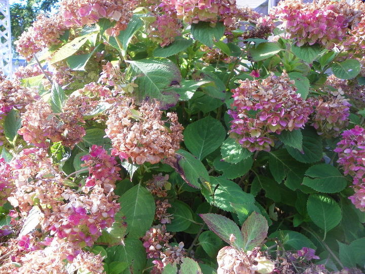 q what should i do to my hydrangeas, flowers, gardening, hydrangea