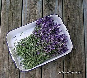 Drying Lavender From My Gardens Hometalk