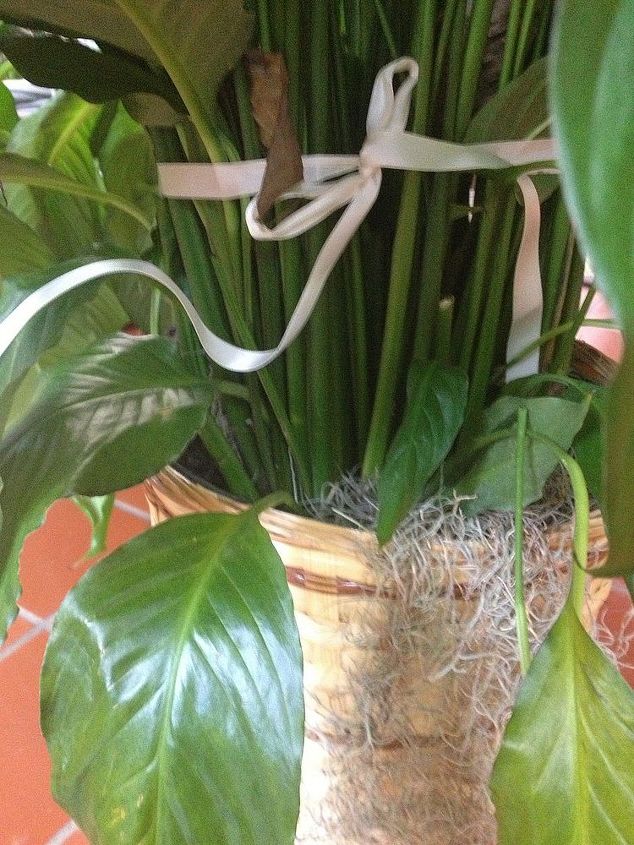 q plant identification help, gardening, The base of the plant is secured so I wonder if it s going to completely flop once I take this ribbon off Also there is not much room for other plant stalks in this pot