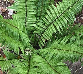 unsung plants for your garden, gardening, Dryopteris pycnopteroides or Japanese Wood Fern via Plant Delights