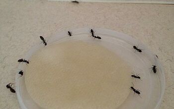 Homemade Ant Bait
