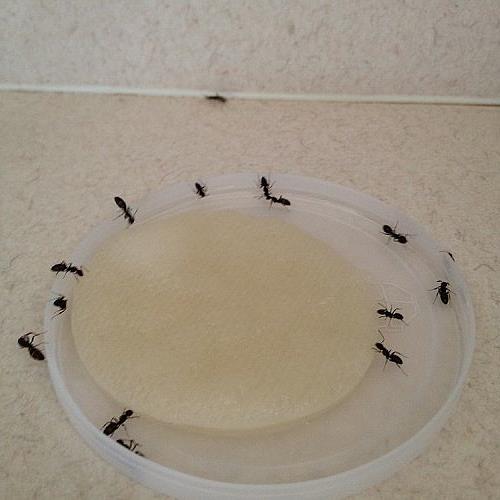 homemade ant bait, pest control, I place the bait right in the line of ant traffic and wait Pretty soon the bait will be crawling with ants Don t kill them They will take the mixture home to their queen and in 24 hrs there should be no trace of them in your home