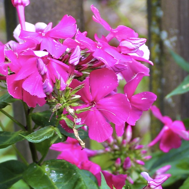 five favourites for mid summer blooms, flowers, gardening, perennials, phlox comes in a variety of pinks purples whites and variegated clours