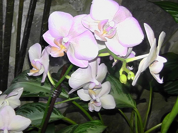 i d like to share my collections, flowers, gardening, Phalaenopsis