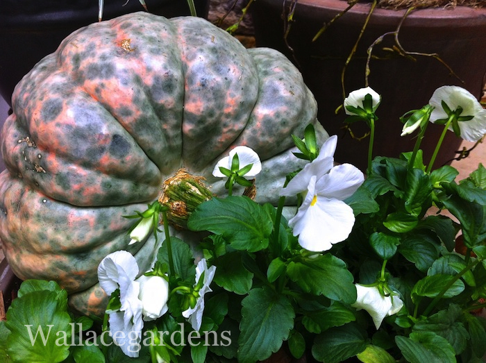 tgif thank god it s fall y all, container gardening, flowers, gardening, seasonal holiday d cor, Pansies in the Pumpkin Patch