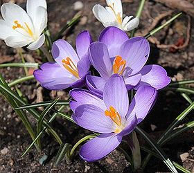 spring s first blooms, flowers, gardening, You need to plant these in holes about 2 deep in October in order to get blooms in the spring