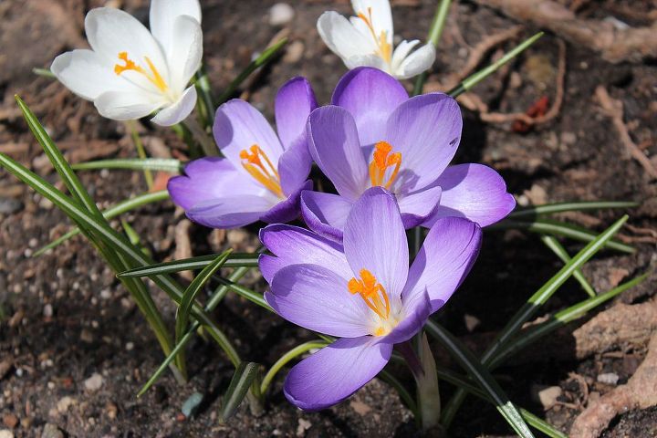 las primeras flores de la primavera, Debes plantarlos en agujeros de unos 5 cm de profundidad en octubre para que florezcan en primavera