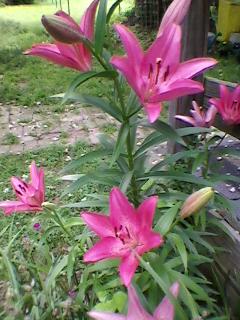 is this a daylily or something else, flowers, gardening