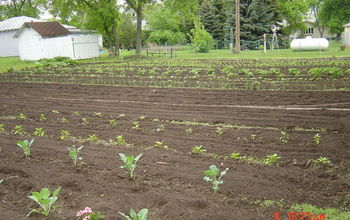 This is My Garden Here in ND. It is 50ft Wide and About 60 Ft Long.