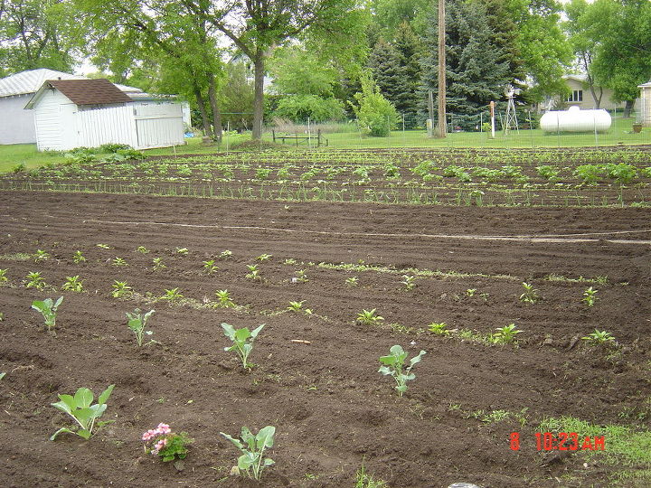 this is my garden here in nd it is 50ft wide and about 60 ft long, gardening, Cabbage with geraniums broccoli and peppers I also plant squash and some herbs like chives parsley and cilantro