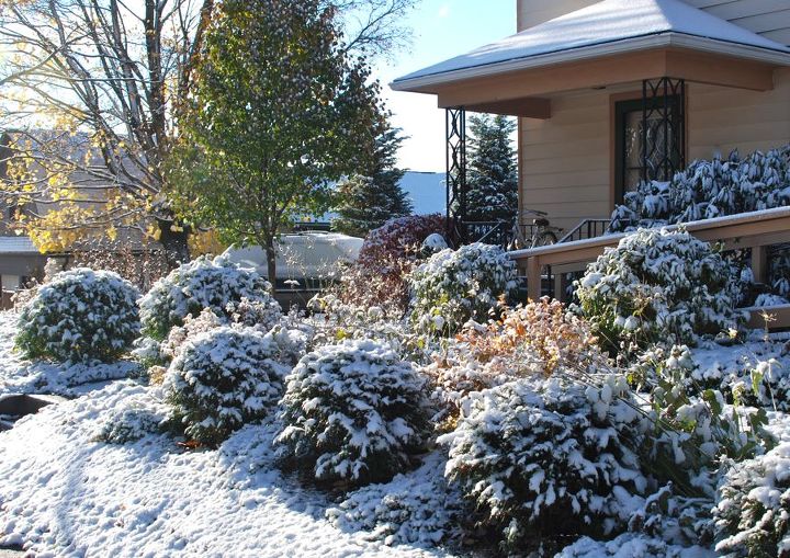 gardening in november, flowers, gardening, Our front border highlighted with snow