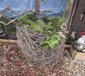 wisteria succulent planter basket, flowers, gardening, succulents
