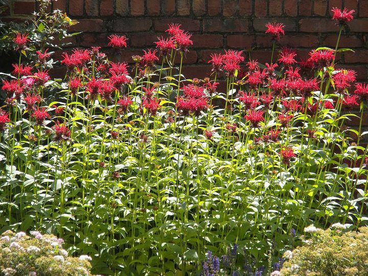 garden blooms june zone 6, container gardening, flowers, gardening, hibiscus, hydrangea, outdoor living, Bee Balm at Peak June