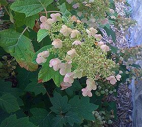 what s wrong with my hydranga, flowers, gardening, hydrangea, My Hydrange only blooms this far