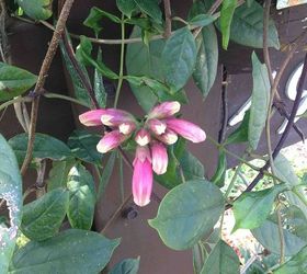what is this vine, flowers, gardening