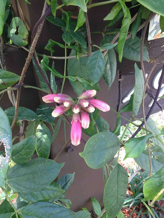 what is this vine, flowers, gardening