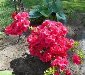 Developing a Red Garden Around Long Standing Hosta.