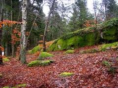 growing moss, gardening, This is the kind of moss I am wanting to grow indoors in an aquarium