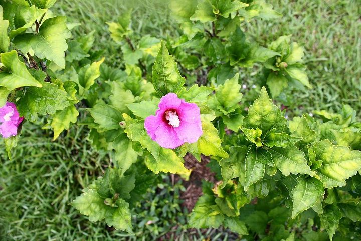 outra questo de jardinagem, Floresce essas pequenas flores roxas mas n o tem cheiro