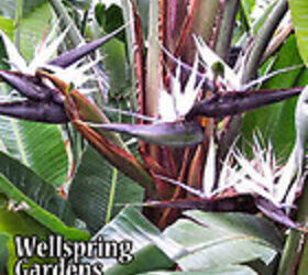 my ideas, flowers, gardening, landscape, THIS IS MY WHITE BIRD OF PARADISE