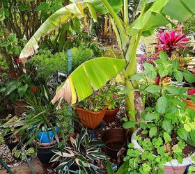 my sanctuary, gardening, pets animals, plantain