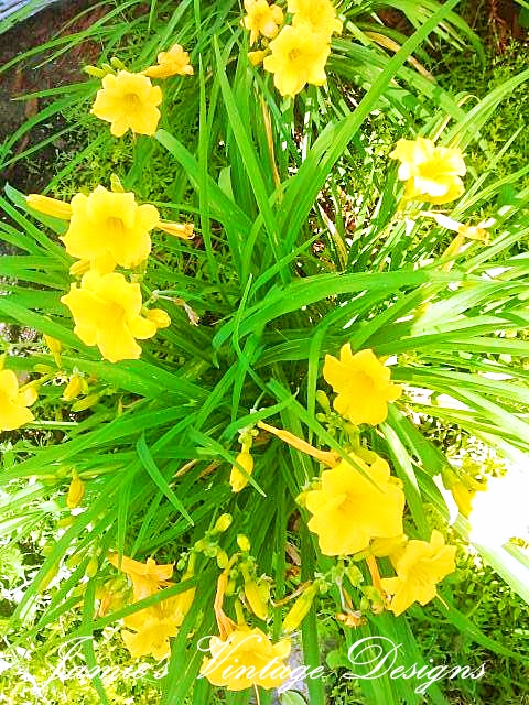 my lilies 2013 asiatic oriental and daylilies zone 5 6, flowers, gardening, Yellow Daylily