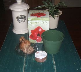 how to grow an amaryllis, gardening, I usually buy the kit it s easy and you have everything you need