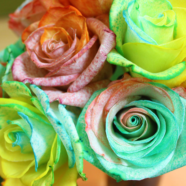 rainbow and glitter roses for the holidays, christmas decorations, crafts, seasonal holiday decor, Dyeing roses makes me feel like a mad scientist