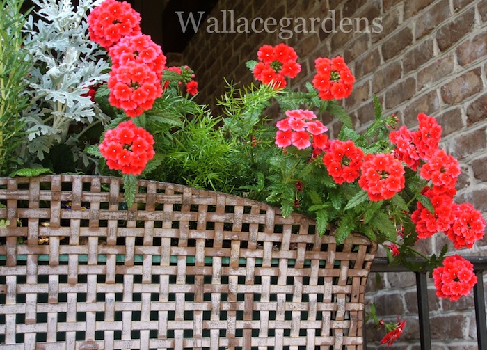 patriotic plants for a fourth of july party patriotic urbanliving, container gardening, flowers, gardening, patriotic decor ideas, seasonal holiday d cor, Lovely red trailing verbena