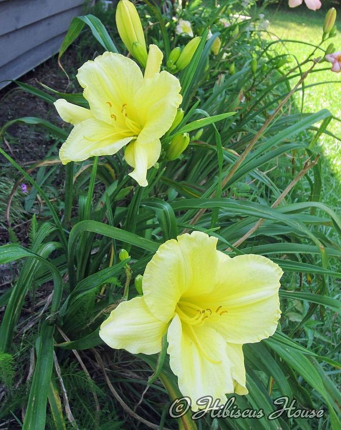hibiscus house daylily showcase series the yellow daylily, flowers, gardening, hibiscus